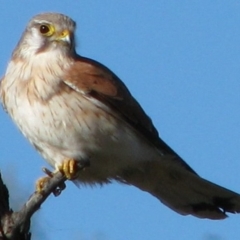 Falco cenchroides at Nicholls, ACT - 15 Sep 2007