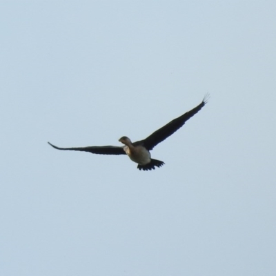 Microcarbo melanoleucos (Little Pied Cormorant) at Kambah, ACT - 14 Mar 2016 by ArcherCallaway