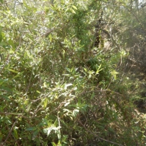 Billardiera heterophylla at Acton, ACT - 14 Mar 2016