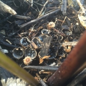 Cyathus sp. at Ainslie, ACT - 14 Mar 2016