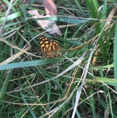 Heteronympha paradelpha at Point 93 - 13 Mar 2016