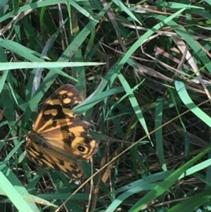 Heteronympha paradelpha at Bruce, ACT - 13 Mar 2016 02:51 PM