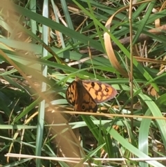 Heteronympha penelope at Bruce, ACT - 13 Mar 2016 03:15 PM