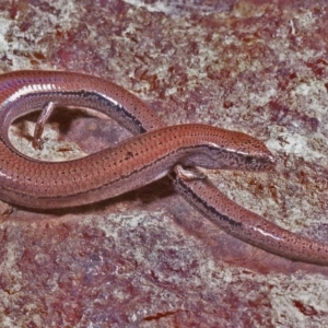 Hemiergis talbingoensis at Hoskinstown, NSW - 23 Nov 1977