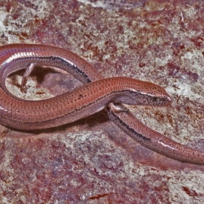 Hemiergis talbingoensis (Three-toed Skink) at Hoskinstown, NSW - 22 Nov 1977 by wombey