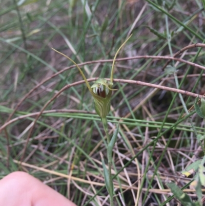 Diplodium laxum (Antelope greenhood) at P11 - 14 Mar 2016 by AaronClausen