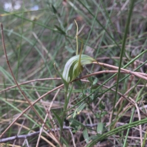 Diplodium laxum at Hackett, ACT - 14 Mar 2016