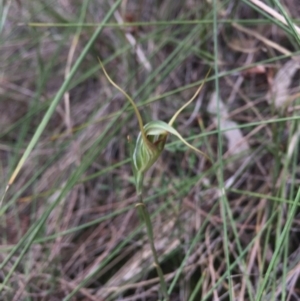 Diplodium laxum at Hackett, ACT - 14 Mar 2016