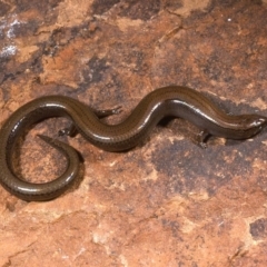 Hemiergis talbingoensis (Three-toed Skink) at Burra, NSW - 22 Oct 1976 by wombey