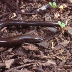 Anepischetosia maccoyi (MacCoy's Skink) at Kosciuszko National Park, NSW - 15 Nov 1977 by wombey