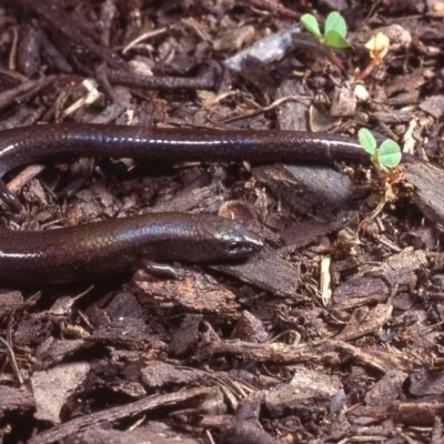 Anepischetosia maccoyi (MacCoy's Skink) at Kosciuszko National Park - 14 Nov 1977 by wombey