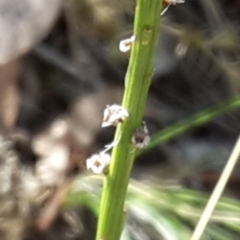 Stackhousia monogyna at Canberra Central, ACT - 12 Mar 2016