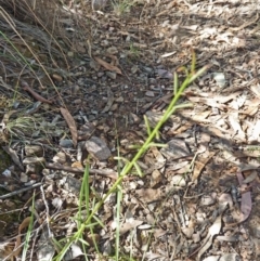 Stackhousia monogyna at Canberra Central, ACT - 12 Mar 2016