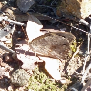 Heteronympha merope at Canberra Central, ACT - 12 Mar 2016