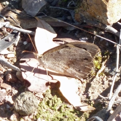 Heteronympha merope (Common Brown Butterfly) at Canberra Central, ACT - 11 Mar 2016 by galah681