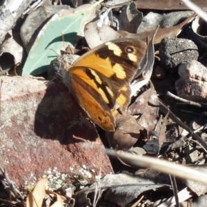 Heteronympha merope at Canberra Central, ACT - 12 Mar 2016