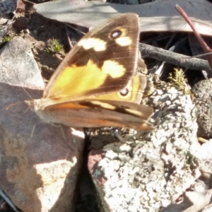 Heteronympha merope at Canberra Central, ACT - 12 Mar 2016