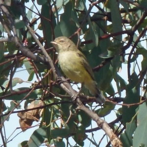 Smicrornis brevirostris at Canberra Central, ACT - 12 Mar 2016 06:44 AM