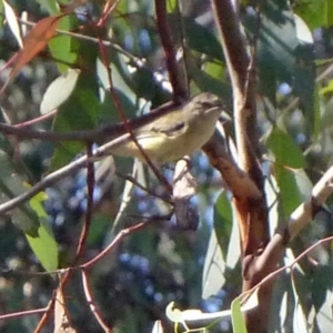 Smicrornis brevirostris at Canberra Central, ACT - 12 Mar 2016 06:44 AM