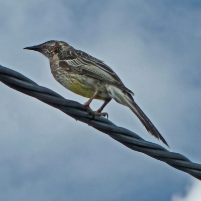 Anthochaera carunculata (Red Wattlebird) at Isaacs, ACT - 11 Mar 2016 by galah681