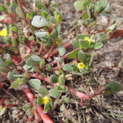 Portulaca oleracea (Munyeroo ,Pigweed, Purslane) at Gordon, ACT - 14 Mar 2016 by MichaelBedingfield