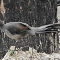 Menura novaehollandiae (Superb Lyrebird) at Paddys River, ACT - 8 Sep 2015 by JohnBundock
