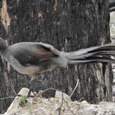 Menura novaehollandiae (Superb Lyrebird) at Paddys River, ACT - 7 Sep 2015 by JohnBundock