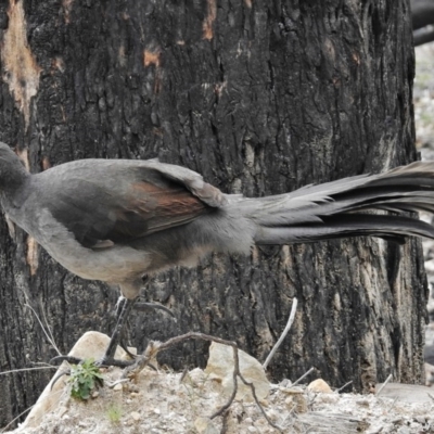 Menura novaehollandiae (Superb Lyrebird) at Paddys River, ACT - 8 Sep 2015 by JohnBundock