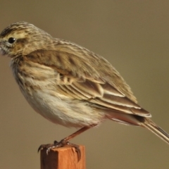 Anthus australis (Australian Pipit) at National Arboretum Forests - 20 Jul 2015 by JohnBundock