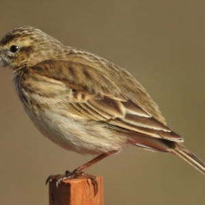 Anthus australis at Molonglo Valley, ACT - 21 Jul 2015