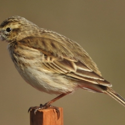 Anthus australis (Australian Pipit) at National Arboretum Forests - 20 Jul 2015 by JohnBundock