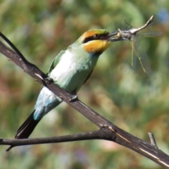 Merops ornatus (Rainbow Bee-eater) at Tharwa, ACT - 7 Mar 2015 by JohnBundock