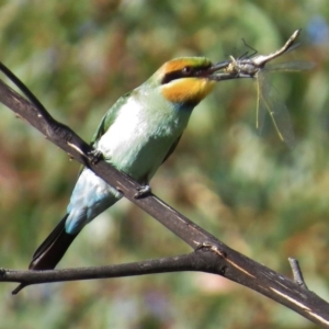 Merops ornatus at Tharwa, ACT - 8 Mar 2015