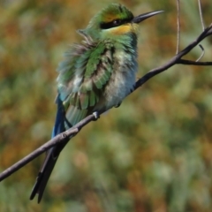 Merops ornatus at Tharwa, ACT - 8 Mar 2015