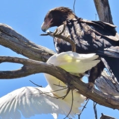 Aquila audax (Wedge-tailed Eagle) at Paddys River, ACT - 31 Dec 2014 by JohnBundock