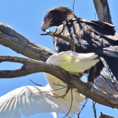 Aquila audax (Wedge-tailed Eagle) at Paddys River, ACT - 31 Dec 2014 by JohnBundock