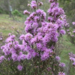 Kunzea parvifolia (Violet Kunzea) at Majura, ACT - 26 Oct 2014 by SilkeSma