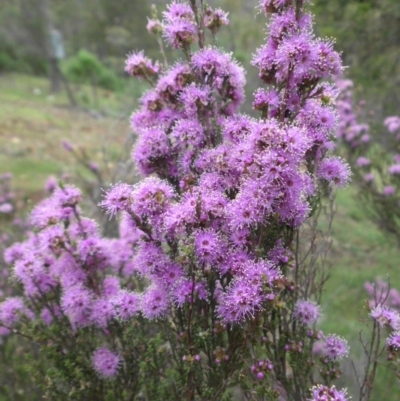 Kunzea parvifolia (Violet Kunzea) at Majura, ACT - 27 Oct 2014 by SilkeSma