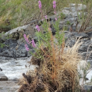 Lythrum salicaria at Greenway, ACT - 5 Jan 2016 06:54 PM