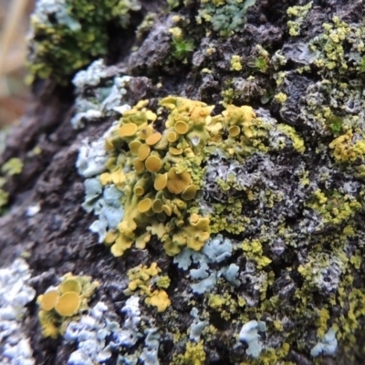 Xanthoria sp. (A lichen) at Greenway, ACT - 5 Jan 2016 by MichaelBedingfield