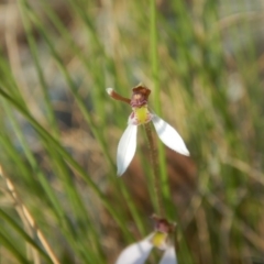 Eriochilus cucullatus (Parson's Bands) at Canberra Central, ACT - 13 Mar 2016 by MichaelMulvaney