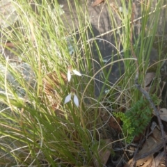 Eriochilus cucullatus at Point 5595 - suppressed