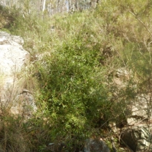 Billardiera heterophylla at Acton, ACT - 14 Mar 2016 10:05 AM