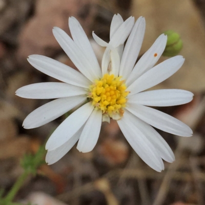 Brachyscome rigidula (Hairy Cut-leaf Daisy) at Googong, NSW - 10 Mar 2016 by Wandiyali