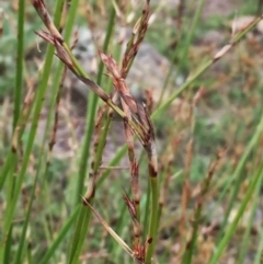 Lepidosperma laterale (Variable Sword Sedge) at Googong, NSW - 19 Feb 2016 by Wandiyali