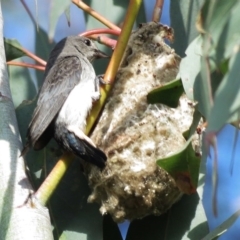 Dicaeum hirundinaceum (Mistletoebird) at Tuggeranong Hill - 17 Nov 2012 by JohnBundock