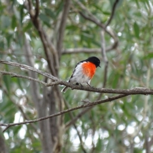 Petroica boodang at Majura, ACT - 15 Mar 2016