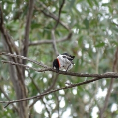 Petroica boodang at Majura, ACT - 15 Mar 2016