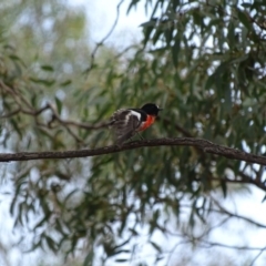 Petroica boodang at Majura, ACT - 15 Mar 2016