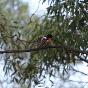 Petroica boodang at Majura, ACT - 15 Mar 2016